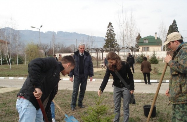 Засадиха дървета и храсти в двора на ДЛСОсогово