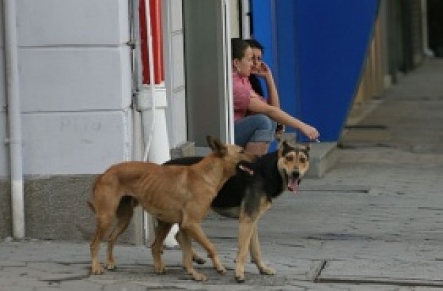 Найденов: Уличните кучета не падат от небето, проблемът е в контрола
