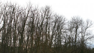 50 000 лв глоба за незаконна сеч на 30 дръвчета