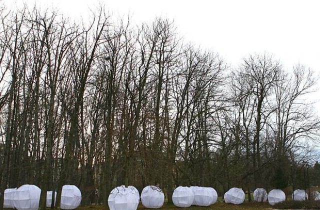 50 000 лв. глоба за незаконна сеч на 30 дръвчета