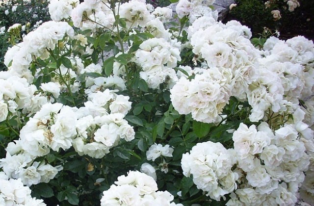 Изложба - базар „Цветна феерия“  2012 в Севлиево