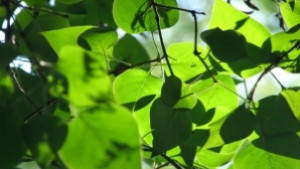 Безплатни фиданки в Смолян по повод Седмицата на гората