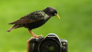 Фотоконкурс за детска фотография Моето първо наблюдение