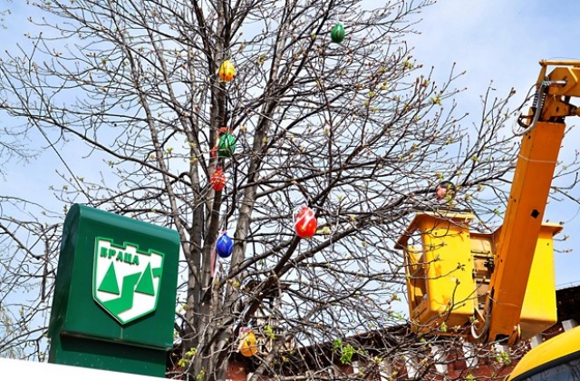 Великденски дръвчета и във Враца