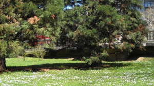 Разкъсана облачност