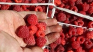 Панаир на биопродукти през май в университета