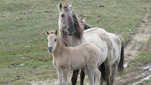 Тарпански дни в с Сбор