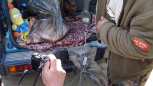 Заловиха бракониери с моруна и чига