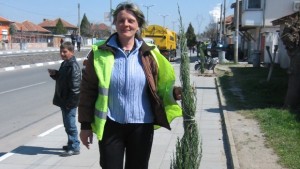 Озелениха Гълъбово с атласки кедър и боаро