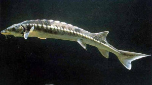 Ще отглеждат есетрови риби край Мизия