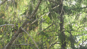 Не палете на 100 метра от гора