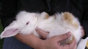 Бъзън домакин на изложба на гълъби и зайци