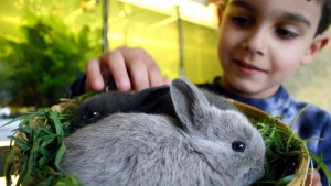 Защо заекът е част от Великденските празници