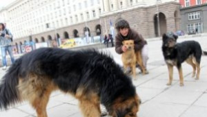 Повечето софиянци одобряват приспиването на агресивни кучета