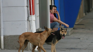 Бездомни кучета ухапаха петима за последните дни