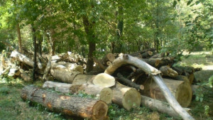 104 преписки е изпратила до прокуратурата Регионалната дирекция по горите