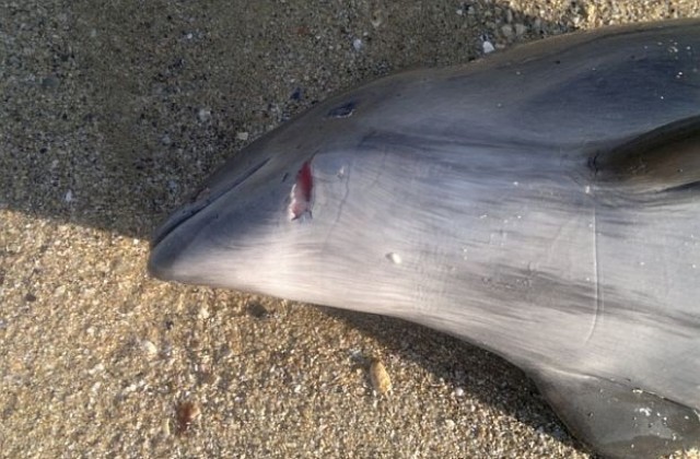 Намериха два мъртви делфина на плажа между Несебър и Равда
