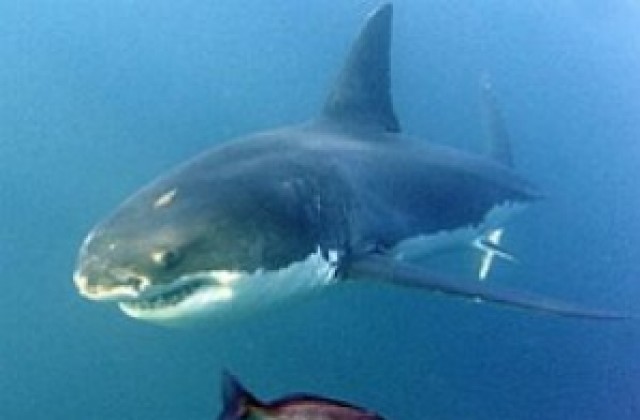 Петметрова акула разкъса мъж край Кейптаун
