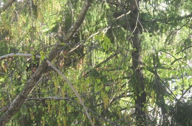 Гора ще израсте за ден в края на Враца