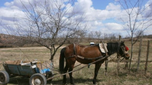 Мъж е ранен след катастрофа на автомобил и каруца