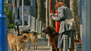 Хиляда и една глутници