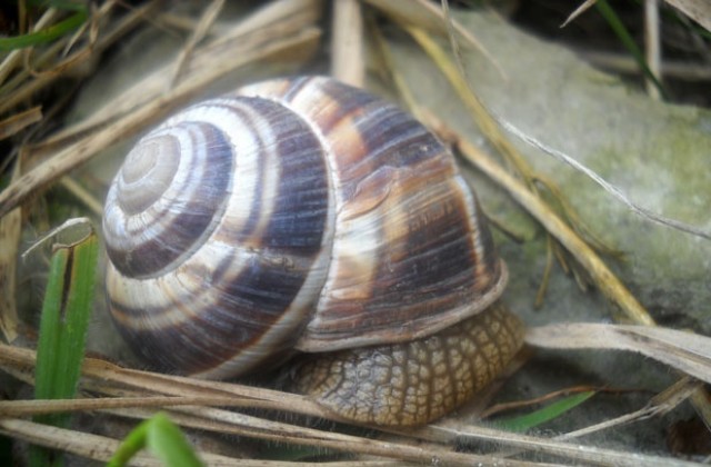 Наближава крайният срок за регистриране на пунктове за изкупуване на живи охлюви