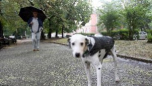 СОС ще гласува програмата за овладяване на популацията на бездомните