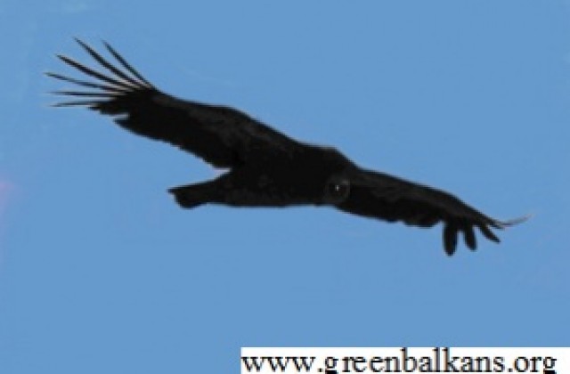 Еколози и парапланеристи ще се грижат за птиците в Сливенския балкан