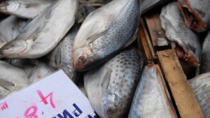 Рибата в Черно море почиста от средиземноморската