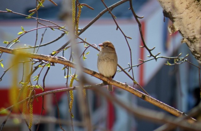 Чистят Козлодуй предпразнично