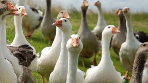 Семейство гъски създаде 12километрово задръстване