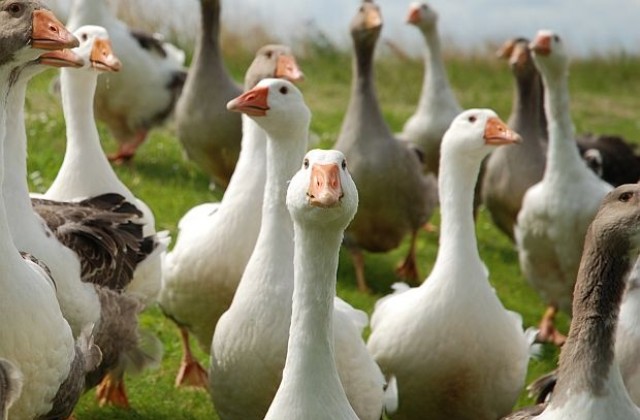 Семейство гъски създаде 12-километрово задръстване