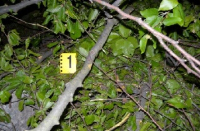Дърво уби 2-годишно дете