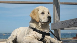 Деца показват домашните си любимци в изложба