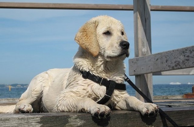Деца показват домашните си любимци в изложба