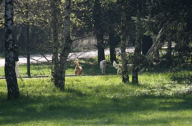 90% от изследваните кърлежи във Варна са преносители на лаймска болест