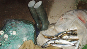 Конфискуваха 80 кг риба и 150 метра мрежи край Тутракан