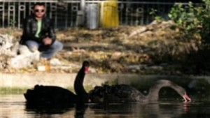 Откраднаха двата много редки черни лебеда от зоопарка