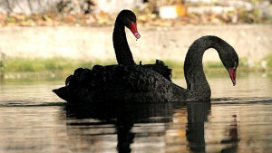 Намериха черните лебеди от зоопарка в частно езеро край Варна