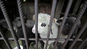 В Спартак излизат за победа срещу Нефтохимик залагат на агне