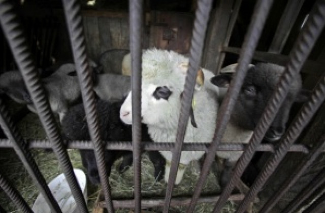 В Спартак излизат за победа срещу Нефтохимик, залагат на агне след мача