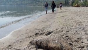 Морето край Варна изхвърли труп на делфин