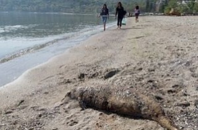 Морето край Варна изхвърли труп на делфин