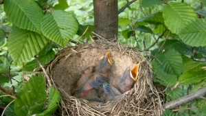 Малка птичка радва габровци на ул Никола Войновски