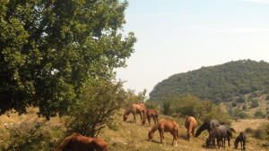 Неизвестен простреля състезателен кон