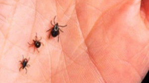 Четиринайсет силистренци ухапани от кърлежи петима със съмнение за зараза