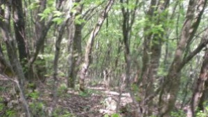 РИОСВРусе кани млади природолюбители за участие в конкурси