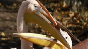 Пеликаните в Сребърна вече се радват на поколениe