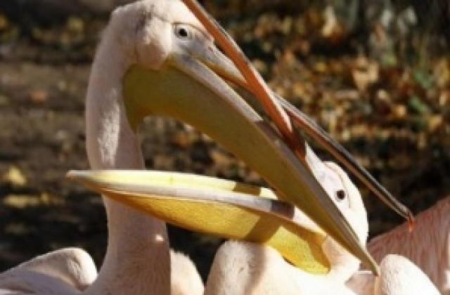 Пеликаните в Сребърна вече се радват на поколениe