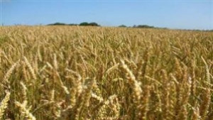Добра реколта от ечемика и пшеницата очакват в Търговище